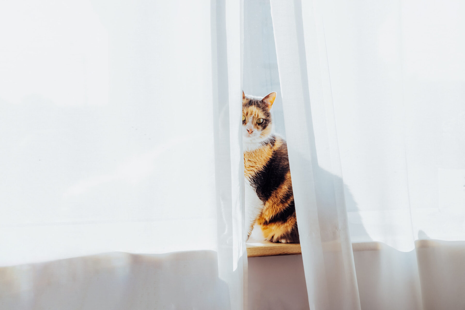 CareHop Cleaning Cat Pet Sitting Alone On The Windowsill Behind The Curtain In Sunlight.