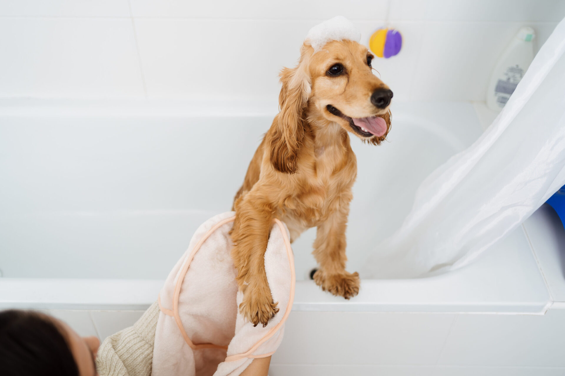A person drying off their cocker spaniel's paws after cleaning them in a bathtub.